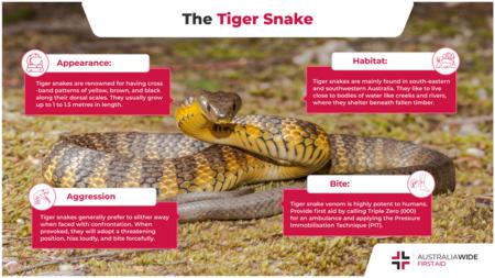 关于虎蛇的信息图