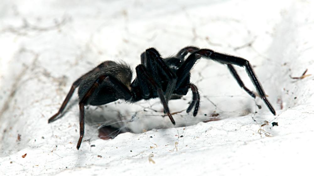 白色背景下的黑蜘蛛
