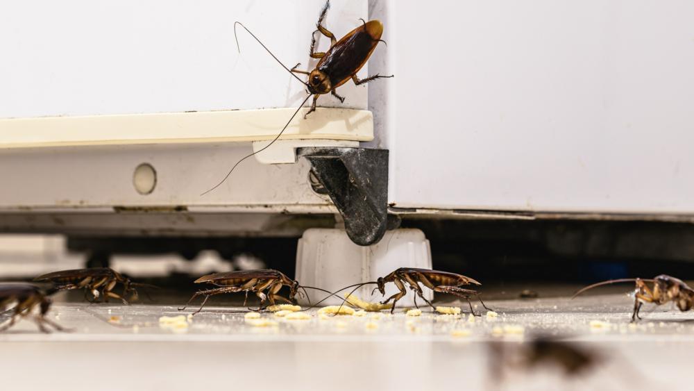 一群蟑螂在厨房地板上吃东西