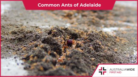 一群小红蚂蚁在土堆里觅食