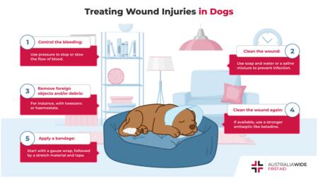 关于如何治疗狗的伤口的信息图