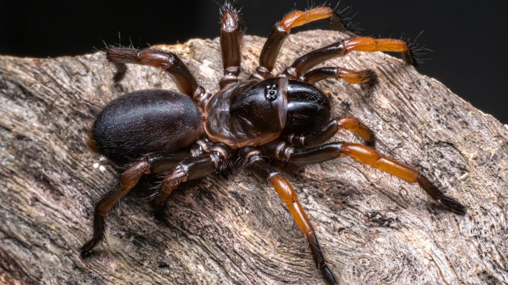 大的深棕色蜘蛛，浅棕色的腿坐在岩石上