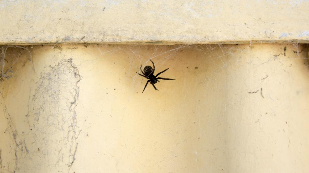 黑屋蜘蛛倒挂在网里