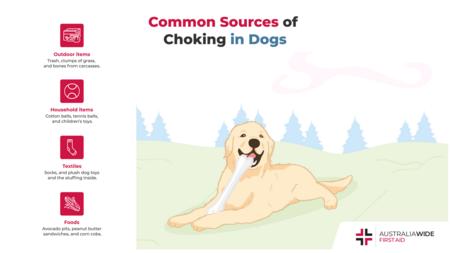 关于狗的常见窒息来源的信息图