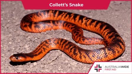 Collett的蛇