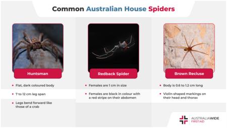 关于常见的澳大利亚家蜘蛛的信息图