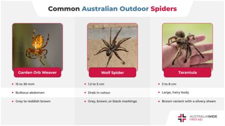关于常见的澳大利亚户外蜘蛛的信息图