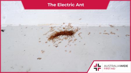 电蚁以死虫为食