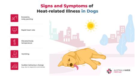 关于狗的热相关疾病的信息图表