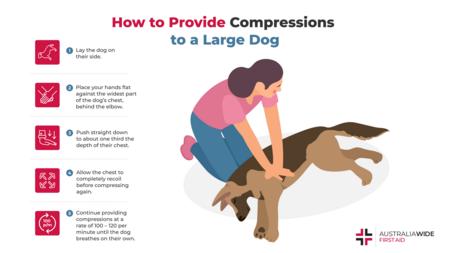 关于如何为大型狗提供压迫的信息图