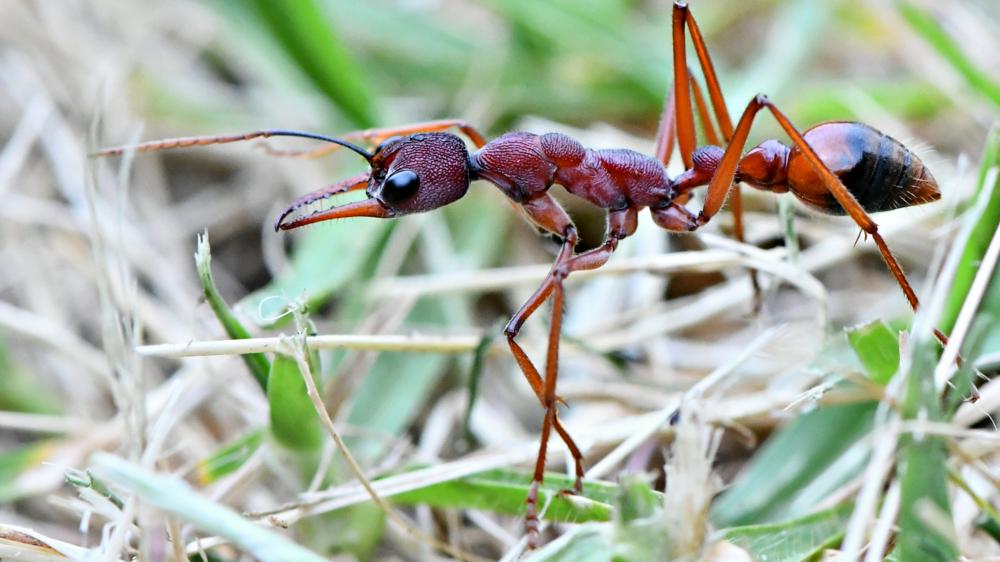 一只红褐色的蚂蚁在草丛中行走