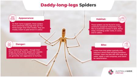 关于长腿蜘蛛爸爸的信息图
