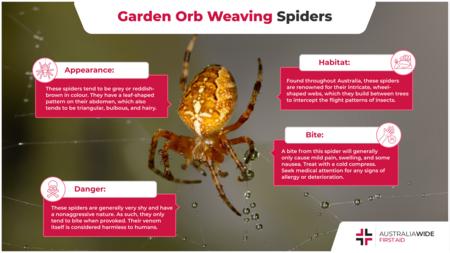 关于花园球体编织蜘蛛的信息图