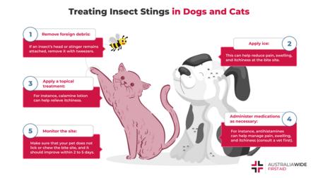 关于如何治疗狗和猫的昆虫叮咬的信息图