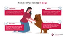 关于如何治疗狗爪伤的信息图