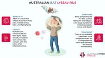澳大利亚蝙蝠Lyssavirus信息图表上