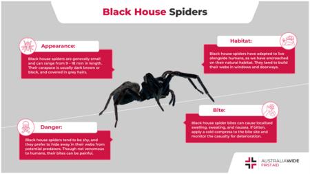关于黑屋蜘蛛的信息图