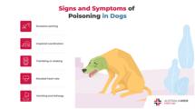 关于狗中毒的信息图