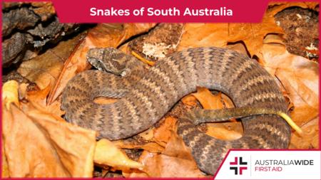 南澳大利亚的蛇