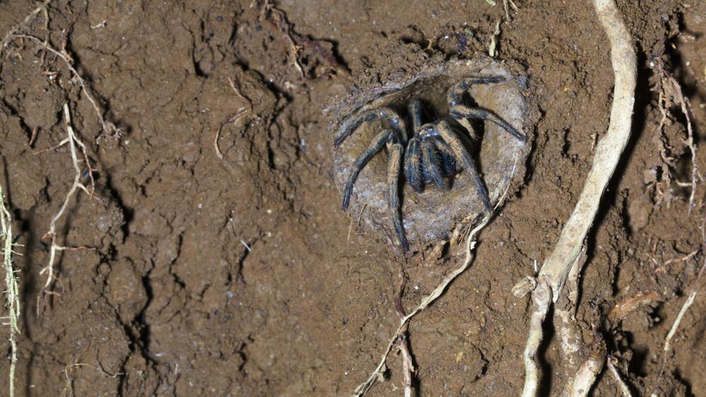 活板门蜘蛛坐在泥洞穴的入口