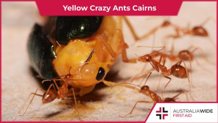 黄色的疯狂蚂蚁正在吃昆虫