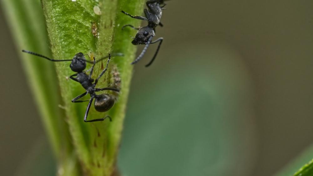 黑房子的蚂蚁
