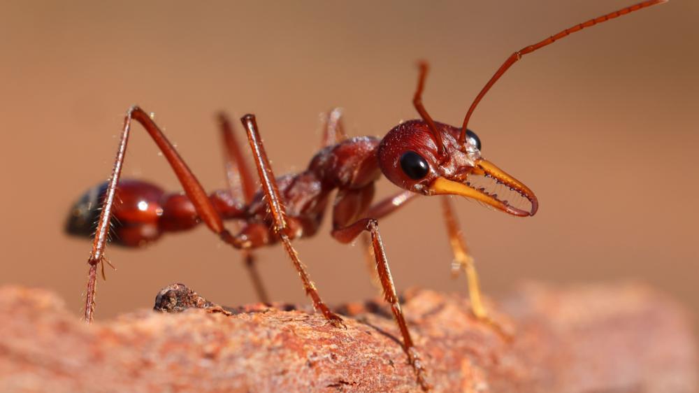 牛蚂蚁