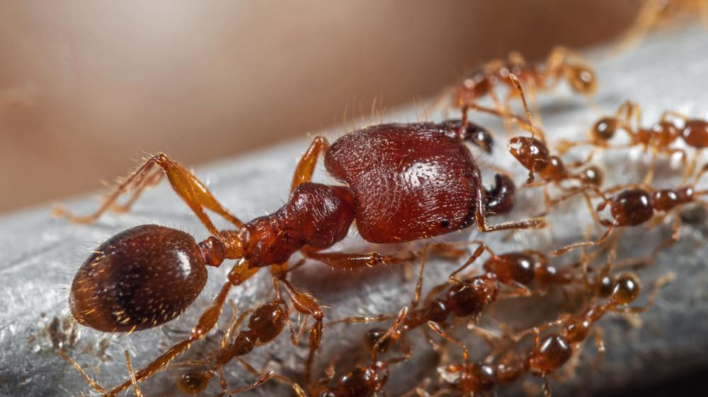沿海棕色蚂蚁大蚂蚁