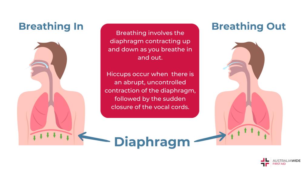 横隔膜呼吸
