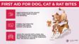 关于狗、猫和老鼠咬伤的急救信息图