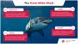 关于大白鲨的信息图