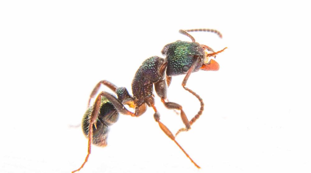 一只蚂蚁和一个金属光泽在白色的背景下