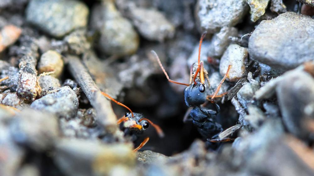 两只深色的蚂蚁从洞里爬出来