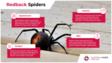 红背蜘蛛的信息图