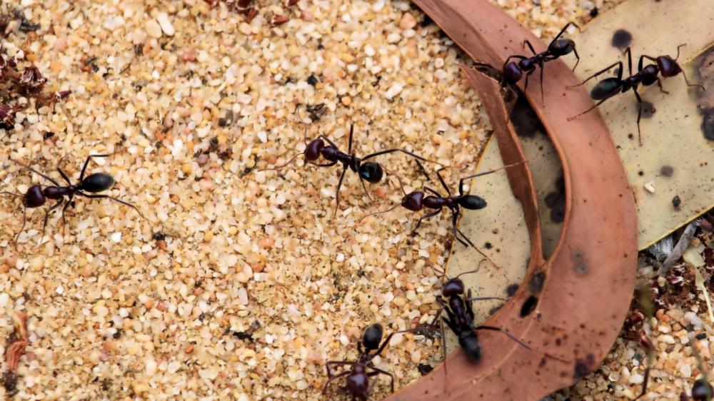 食肉蚂蚁