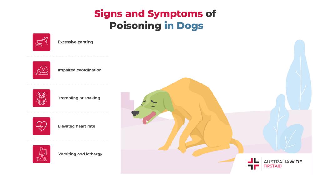 信息图表在狗中毒