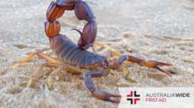 一只棕色的蝎子躺在沙滩上