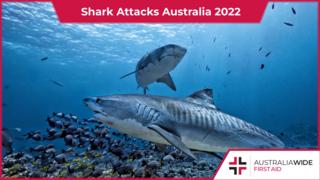 鲨鱼袭击澳大利亚2022