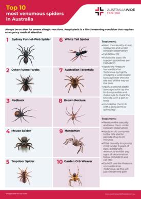 蜘蛛识别和治疗图表