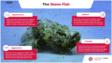 关于石鱼的信息图