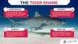 虎鲨信息图
